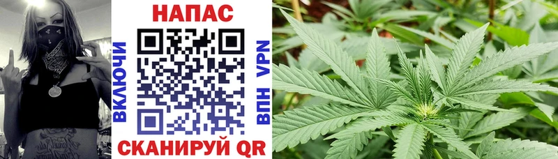 Канабис сатива  Венёв 